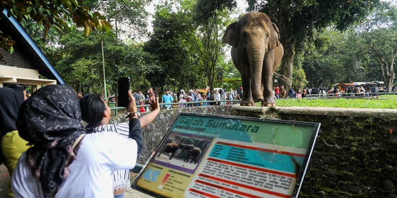 Tiket Taman Margasatwa Ragunan Tetap Dipatok Rp4 Ribu