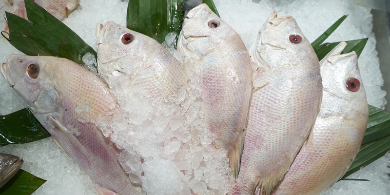 Pemkot Surabaya Ajak Warga Perbanyak Makan Ikan di Bulan Ramadan