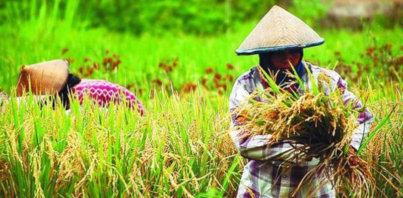 Produksi Pertanian Melimpah, tapi Petani Tak Sejahtera