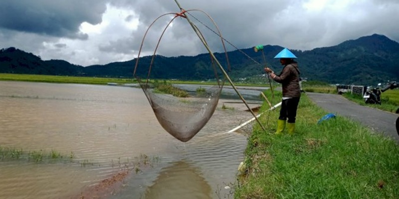 Petani Banjarnegara Malah Raup Cuan Melimpah ketika Sawah Terendam