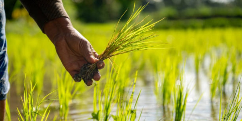 Harga Pangan Dunia Naik Imbas Konflik Iran-Israel