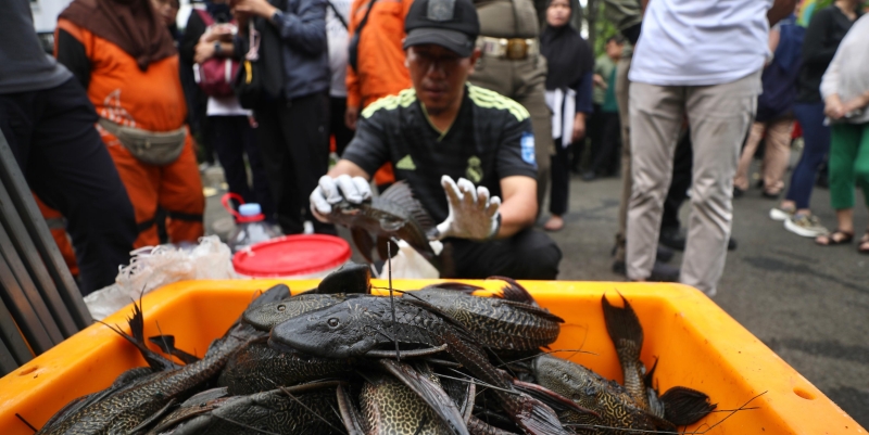 Pramono Siapkan PPSU Khusus Ikan Sapu-Sapu
