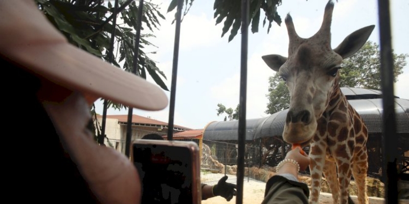Bakal Ada Buaya Putih dan Real Life Pikachu di Faunaland Buperta Cibubur