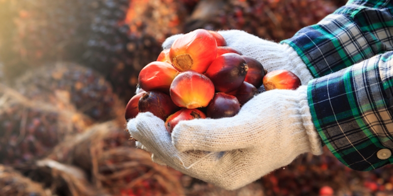 Sawit Diyakini Mampu jadi Stabilisator Ekonomi Nasional