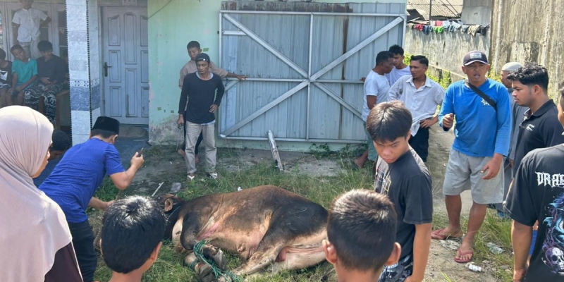 Athari Gauthi Tebar Sapi Kurban Lewat Jalur Parlemen Daerah