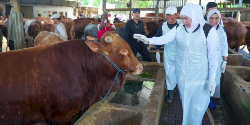 Khofifah Pastikan Stok Hewan Kurban di Jatim Aman