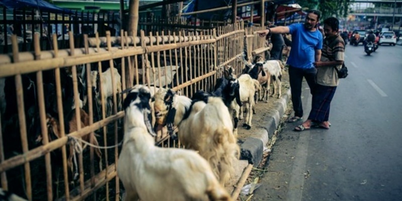 Harga Hewan Kurban di Jakarta Dipastikan Masih Terkendali