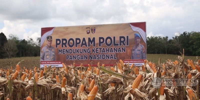 Polri Panen Raya Jagung di Bengkayang