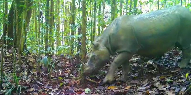 Badak Kalimantan Terakhir di Alam Liar Segera Dievakuasi