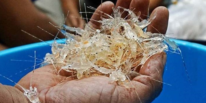 Maksimalkan Potensi BBL, Pemerintah Perlu Bangun Hilirisasi Industri Lobster