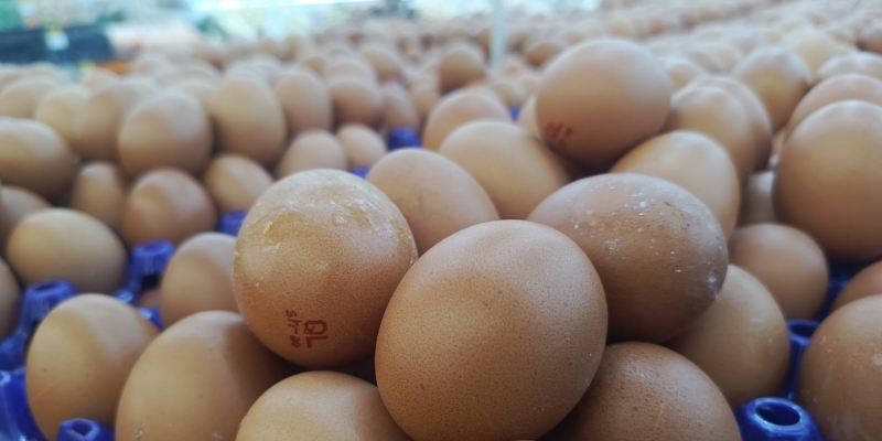 Harga Telur Terjun, Pemerintah Perketat Pengawasan HAP Rp26.