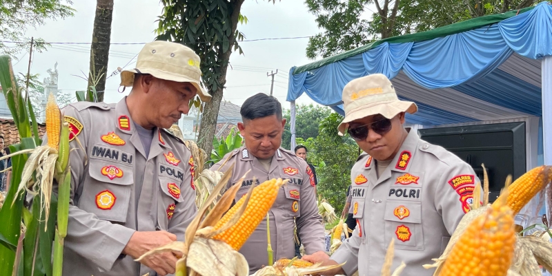 Kapolres Karawang Cek Jagung Hibrida Jelang Panen