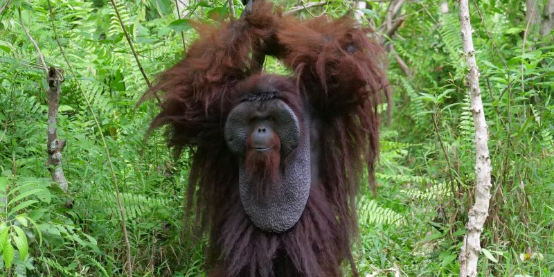 Kawasan Preservasi 87 Ribu Hektare Disiapkan untuk Selamatkan Orangutan
