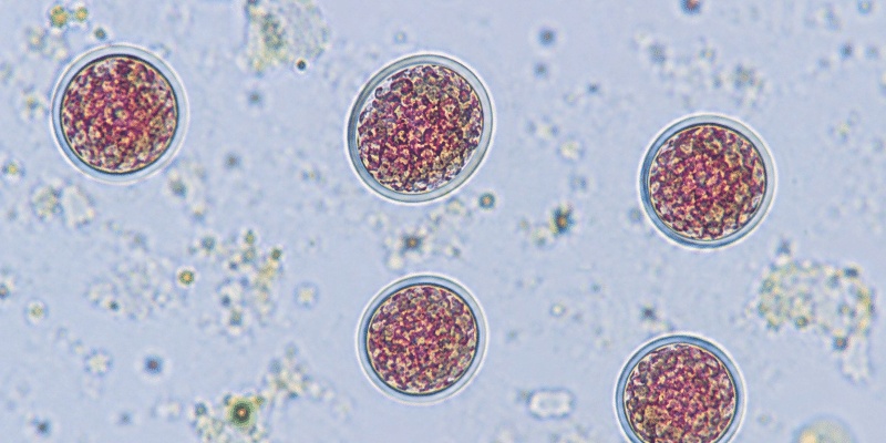 Wabah Cyclosporiasis di AS Renggut Dua Nyawa, Lebih dari 18 Ribu Terinfeksi