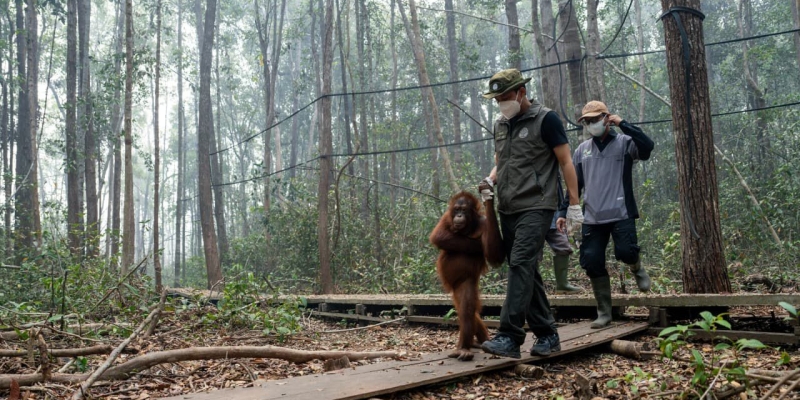 Kolaborasi dengan Pegiat Lingkungan Selamatkan 200 Orangutan dari Karhutla