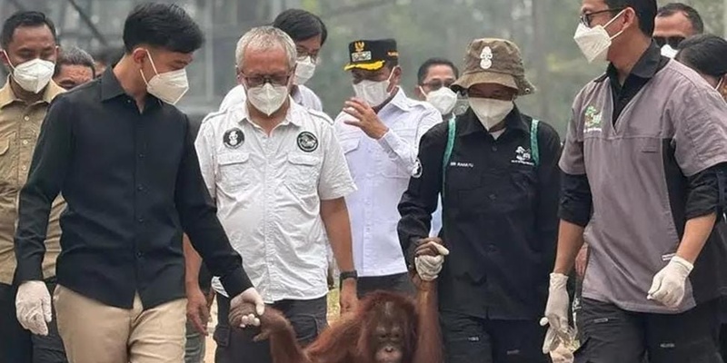 BOSF Apresiasi Gibran Turun Langsung Lihat Kondisi Orang Utan Terdampak Karhutla