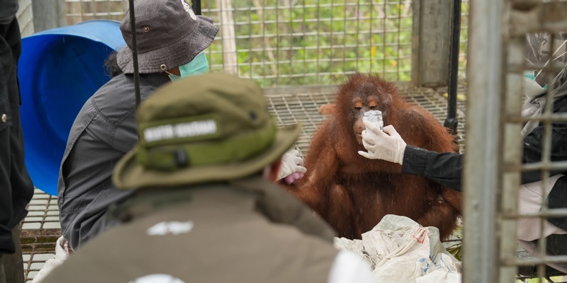 Perlindungan Orang Utan Kalimantan dari Karhutla Terus Diperkuat