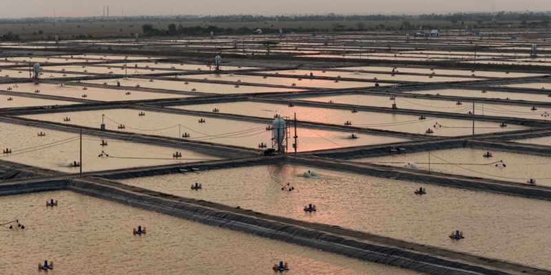 Peluang Kemitraan Produksi Tilapia dan Rumput Laut Mengemuka di IEBF 2026