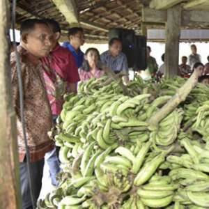 Komisi IV Apresiasi Ekspor Pisang Kementan