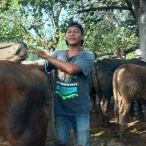 Terdampak PMK, Harga Sapi di Ngawi Merosot hingga 40 Persen