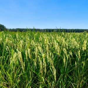 Padi hibrida yang menghasilkan beras raksasa, di Desa Dongbaizhuang, Kotapraja Dongjituo, Distrik Ninghe, Tianjin, Tiongkok utara, tingginya mencapai 2 meter