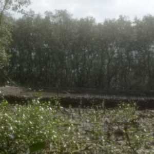 Hutan Mangrove Pesisir Lampung Berubah jadi Tambak, Ancaman Pidana Menanti