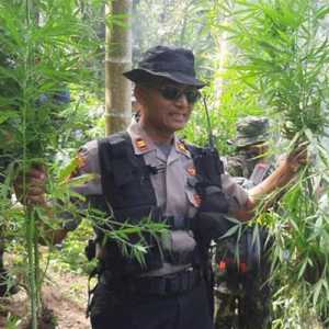 4 Hektare Ladang Ganja di Aceh Utara Dimusnahkan Tim Gabungan