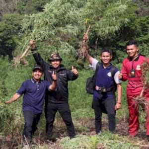 40 Hektare Ladang Ganja di Nagan Raya Aceh Dimusnahkan Tim Gabungan TNI-Polri