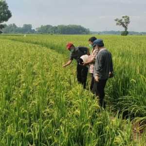 Kondisi pertumbuhan lahan padi di Gowa, Sulawesi Selatan/Ist