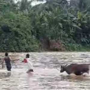 Tak Bisa Lewat Jembatan Gantung, Sapi Kurban Kapolres Muratara Dibawa Seberangi Sungai