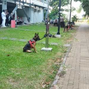 Belasan anjing pelacak ikut mengawal jalannya debat Cawapres 2024 di JCC Senayan, Jakarta/RMOL