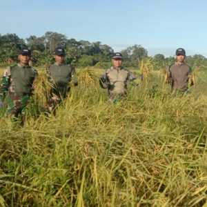TNI Sukses Panen Padi di Perbatasan RI-PNG