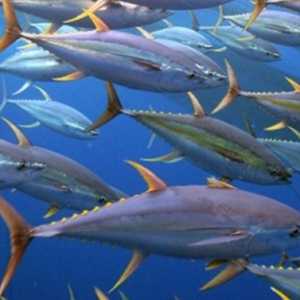 Indonesia Perluas Ekspor Tuna ke Pasar Global