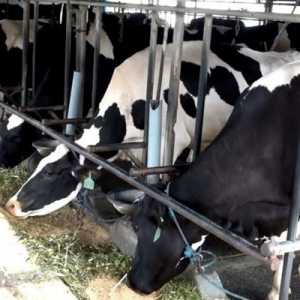 KPSBU Lembang Optimalkan Kualitas Produksi Susu Melalui <i>Biosecurity</i>