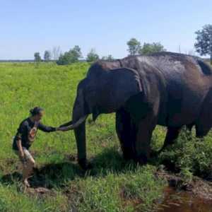 Ketika Gajah Sumatera Makin Terusir dari Habitatnya
