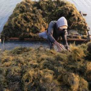 Luhut Targetkan Hilirisasi Rumput Laut Capai Rp304 Triliun di 2030