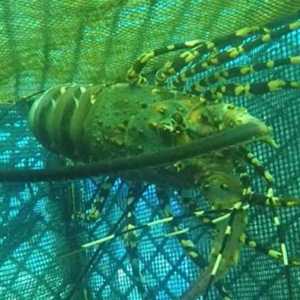 Menggapai Asa Budidaya Lobster di Jembrana