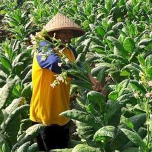 Petani Desak Kementan Lindungi Komoditas Tembakau dan Cengkeh