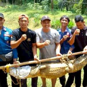 Buaya 3 Meter Ditemukan Dari Kolam Ikan Warga di Musi Rawas