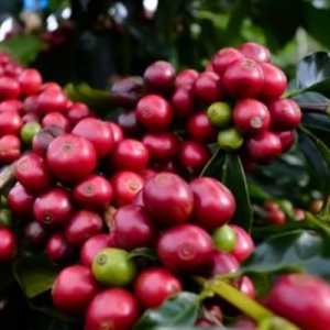 Cabup Petahana Janji Bawa Jember Jadi Sentra Kopi Nasional