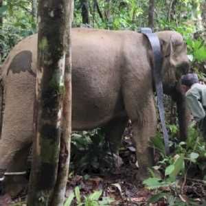 Cegah Konflik Dengan Manusia, Seekor Gajah Liar Dipasangi GPS Collar