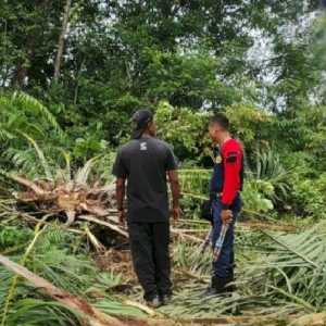 Gajah Liar Rusak Perkebunan Sawit, BPBD Aceh Barat Gelar Operasi Penanggulangan