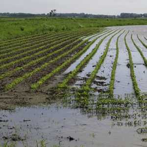 Banjir dan Tanah Longsor Bikin Harga Sayuran di Nepal Melonjak