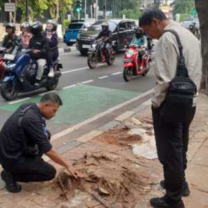 Kondisi pohon yang ditebang untuk kepentingan renovasi sebuah rumah di Jalan Imam Bonjol, Menteng, Jakarta Pusat/Ist