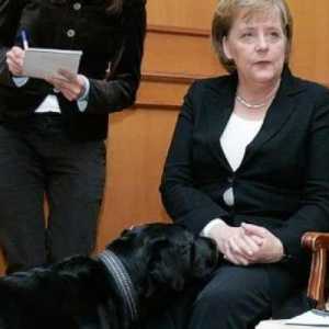 Putin Bantah Sengaja Takuti Kanselir Jerman Angela Merkel dengan Anjing Labrador