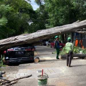 Kendaraan Rusak Akibat Pohon Tumbang Bisa Dapat Ganti Rugi Rp25 Juta