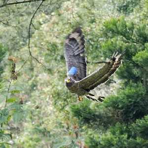 2 Elang Ular Bido Dilepasliarkan di Taman Nasional Gunung Gede Pangrango