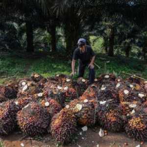 Produksi CPO Anjlok Akibat Cuaca, Stok Minyak Sawit Capai Titik Terendah