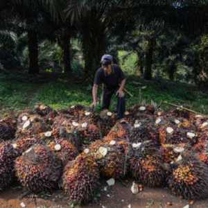 Harga CPO Merosot 2,42 Persen