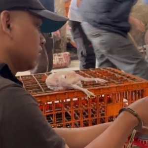 Polisi Tangkap Pedagang Ayam Gelonggongan di Jaksel